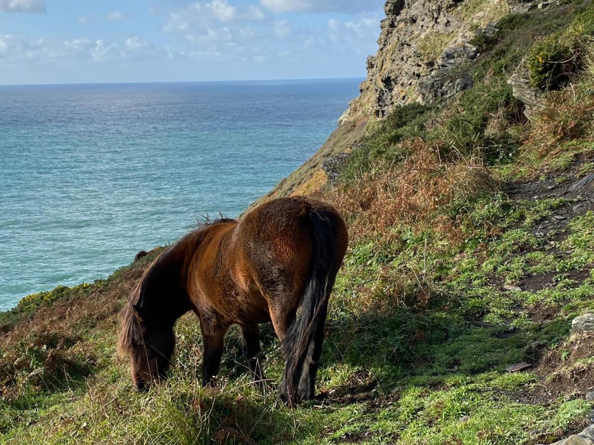 Polrunny Farm Blackberry Cottage - Cornwall Bliss In Sight Of The Sea Boscastle Esterno foto